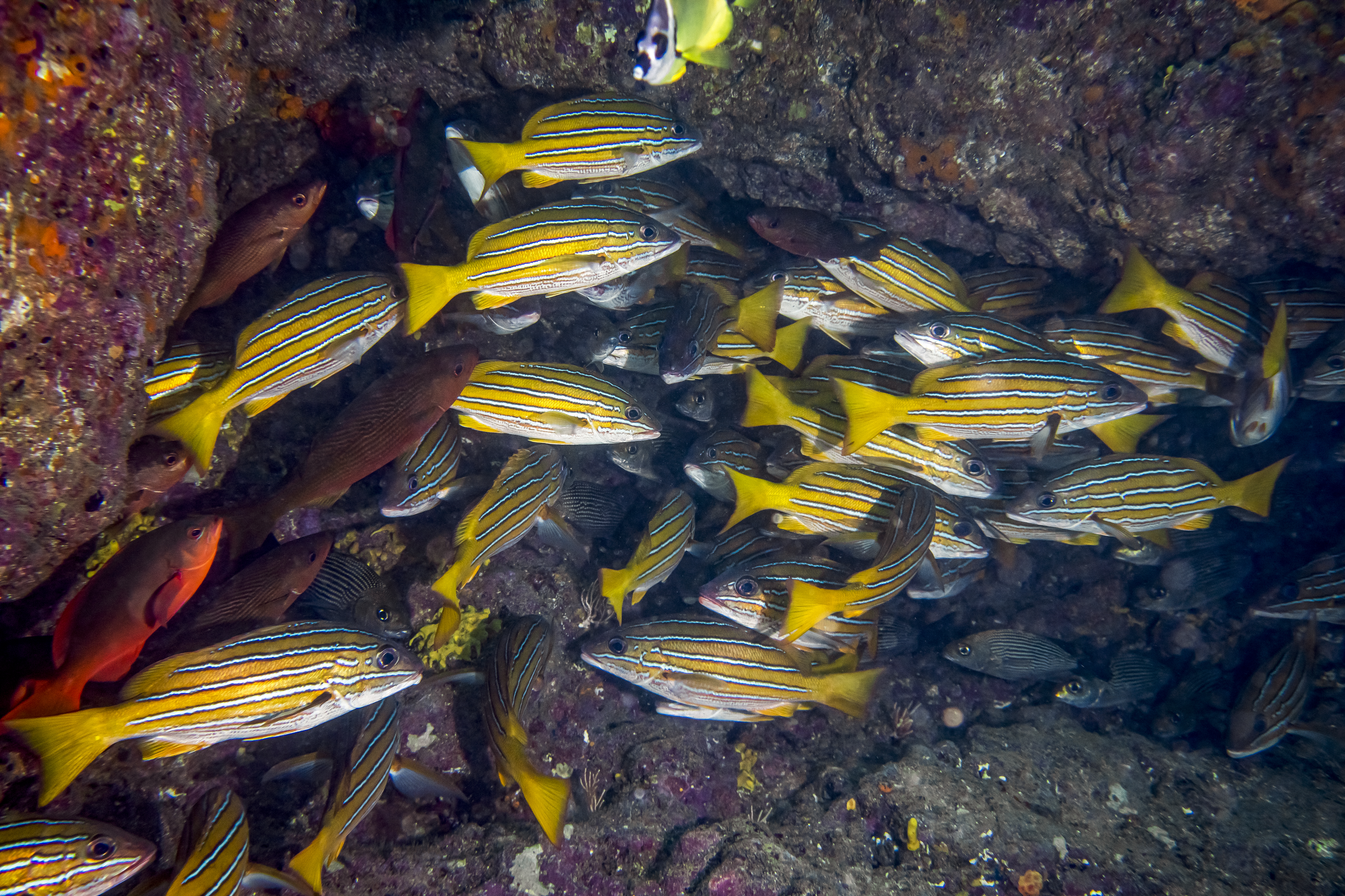 ada especie cuenta una historia de evolución, resiliencia y conservación